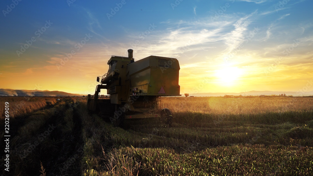 Fototapeta premium Combine harvester working in a field at sunset