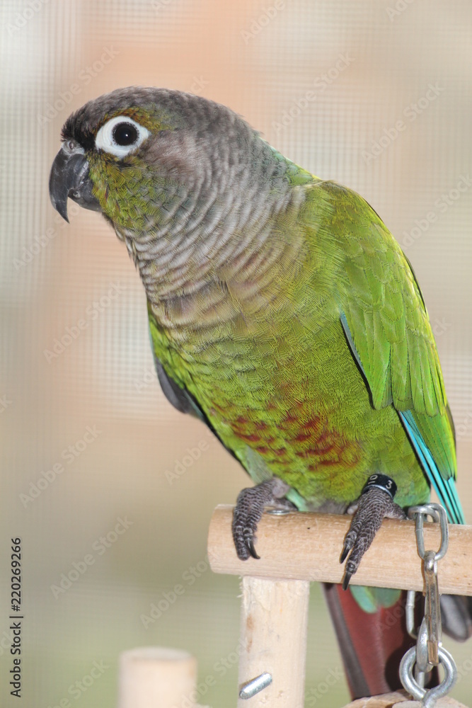 Obraz premium parrot