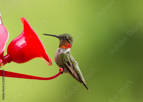 isolated ruby throated humming. Soft green defocused background with bird hovering near bright red feeder. 