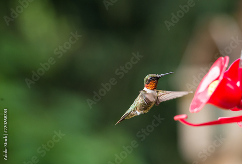 isolated ruby throated humming. Soft green defocused background with bird hovering near bright red feeder. 