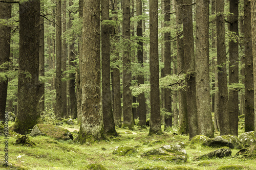 thick green coniferous forest and rocks