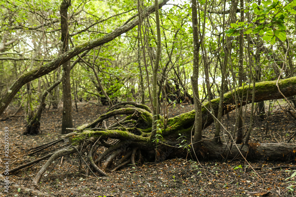 Obraz premium Lost tree
