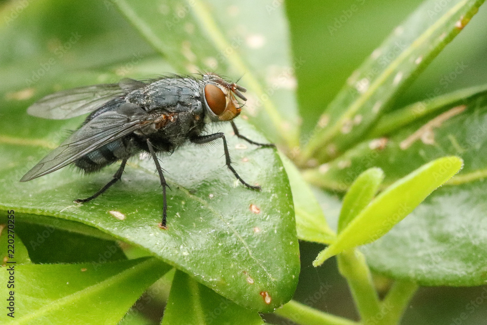The fly The fly