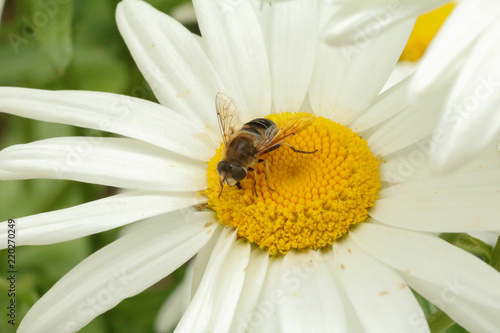 Bee on work