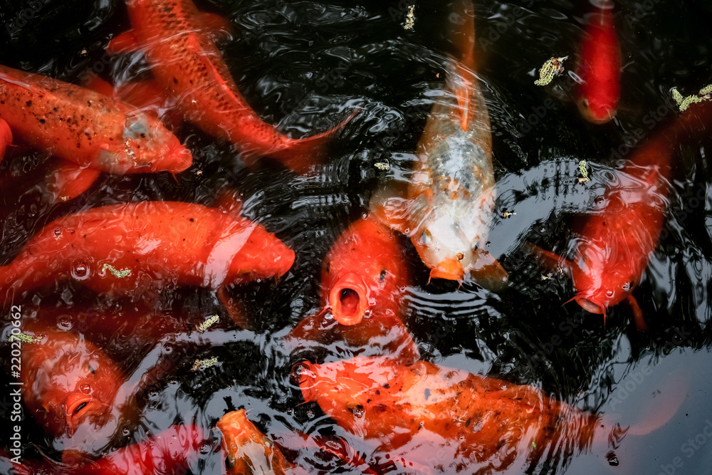 koi (carp) fish open his mouth trying to get some food in the fish pond koi (carp) fish open his mouth trying to get some food in the fish pond