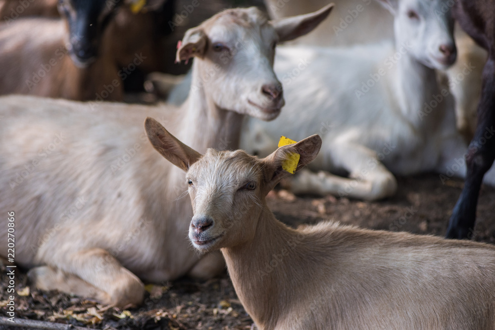 Photo of goats in farm background Photo of goats in farm background