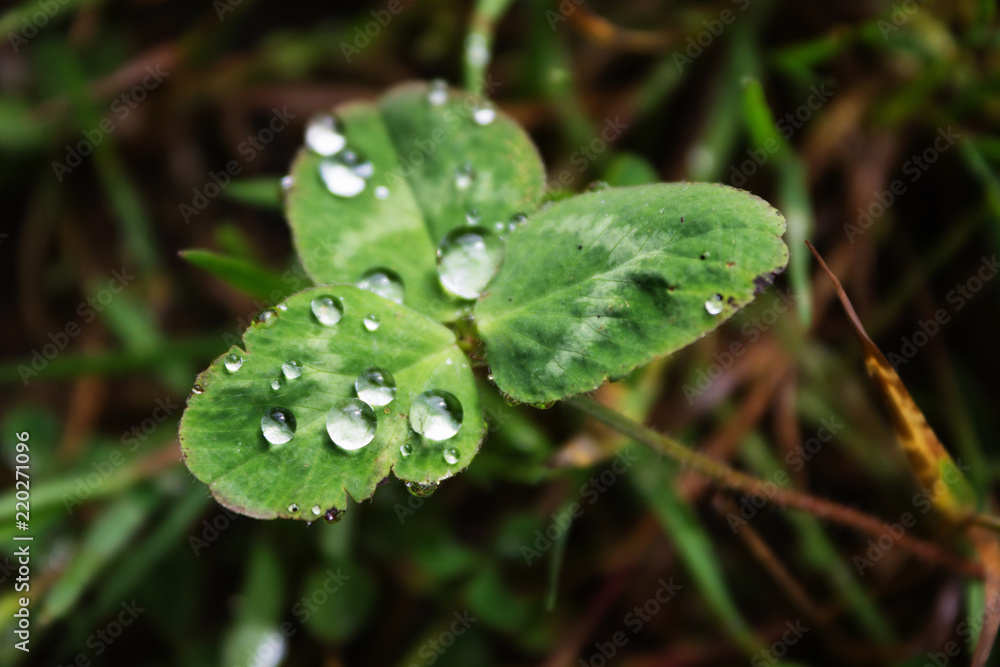 Raindrops, drops of dew on a leaf of grass, raindrops, drops of dew on a branch Raindrops, drops of dew on a leaf of grass, raindrops, drops of dew on a branch