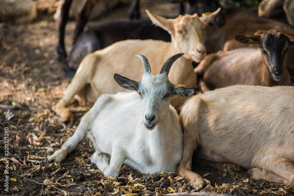 Photo of goats in farm background Photo of goats in farm background