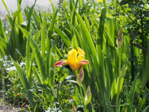 Fototapeta Naklejka Na Ścianę i Meble -  In full bloom the iris is yellow. Garden flower.