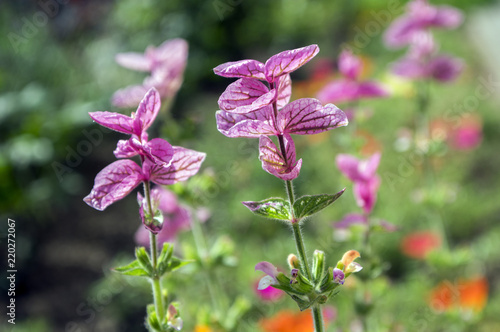 Salvia viridis flowers in bllom, annual clary sage pink purple flowering plant, garden flower