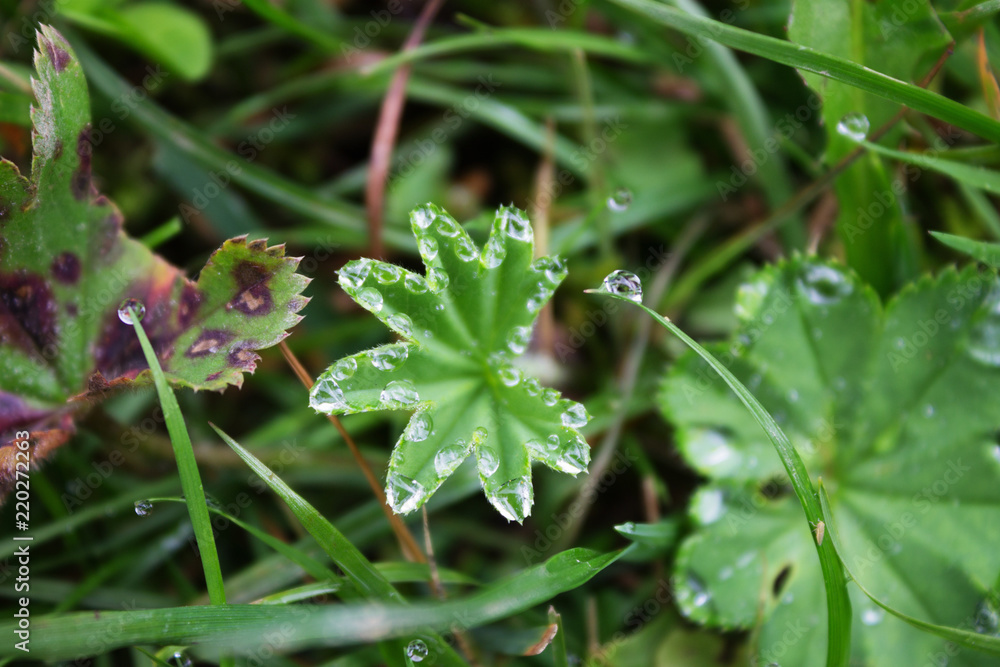 Raindrops, drops of dew on a leaf of grass, raindrops, drops of dew on a branch Raindrops, drops of dew on a leaf of grass, raindrops, drops of dew on a branch