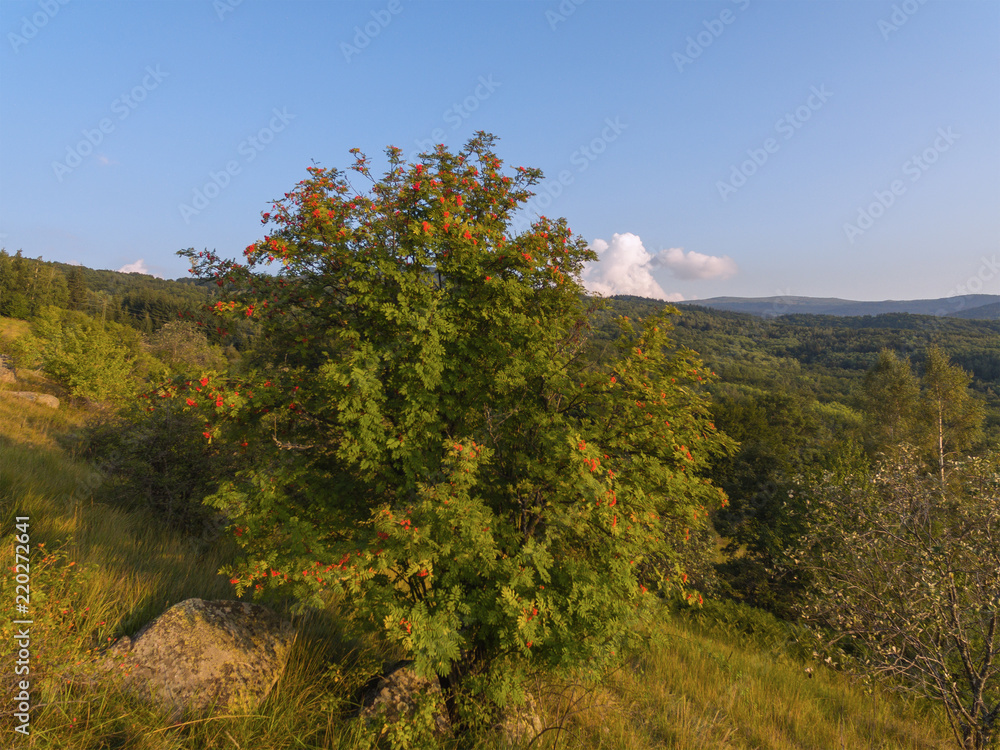Fototapeta premium Autumn