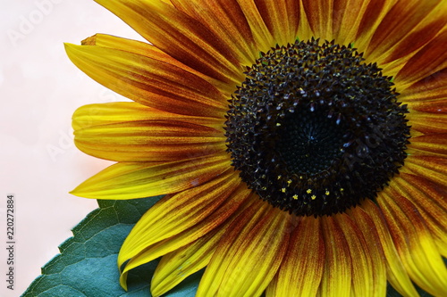 Fototapeta Naklejka Na Ścianę i Meble -  Yellow garden decorative sunflower with big green leaf on pink background. Close up