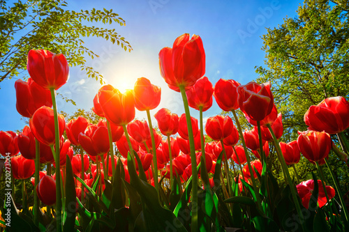 Blooming tulips against blue sky low vantage point