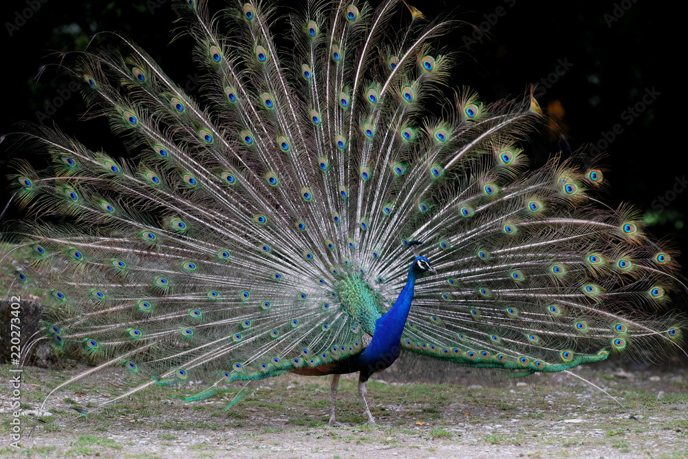 Obraz premium Pfau