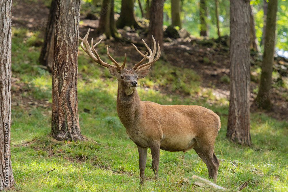 Obraz premium Red deer stag
