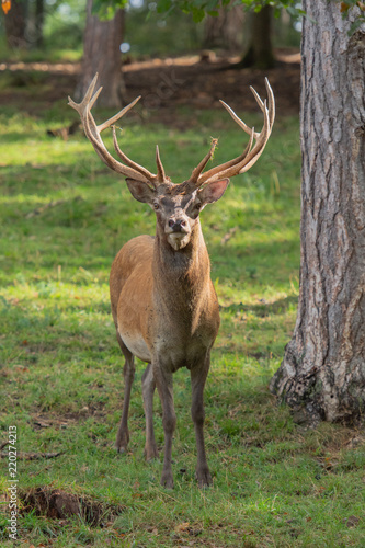 Red deer stag