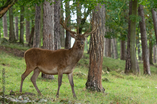 Red deer stag © Wildpix imagery