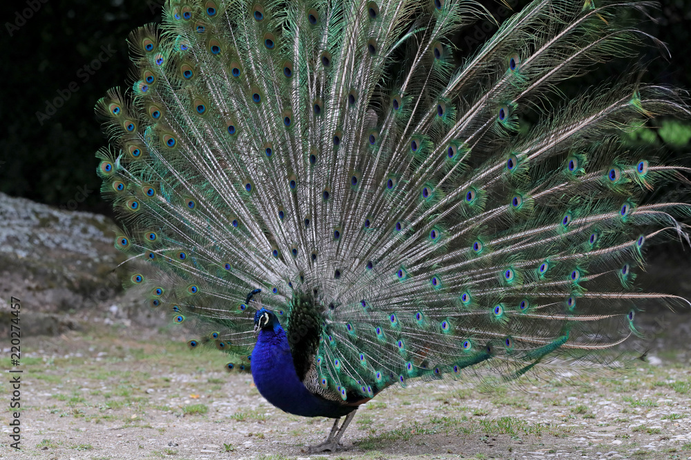 Obraz premium Pfau