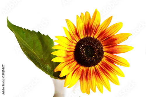 Fototapeta Naklejka Na Ścianę i Meble -  Yellow garden decorative sunflower with big green leaf in porcelain vase on white background. Isolated. Close up