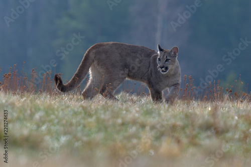 Fototapeta Naklejka Na Ścianę i Meble -  Cougar (Puma concolor), also commonly known as the mountain lion, puma, panther, or catamount. is the greatest of any large wild terrestrial mammal in the western hemisphere