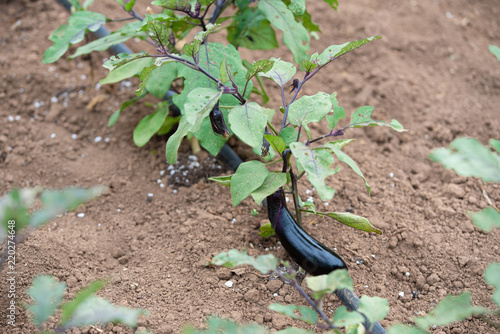 Eggplant growing on the field