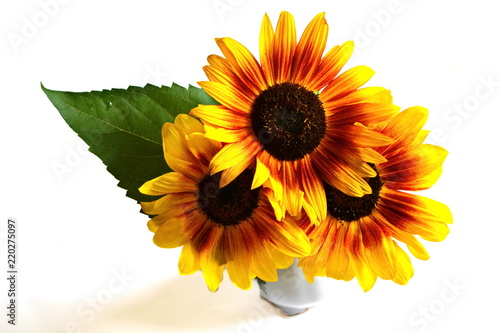 Fototapeta Naklejka Na Ścianę i Meble -  Yellow garden decorative sunflower with big green leaf in porcelain vase on white background. Isolated. Top view