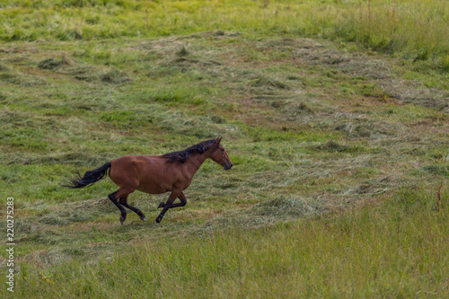 Horses run on field in summer
