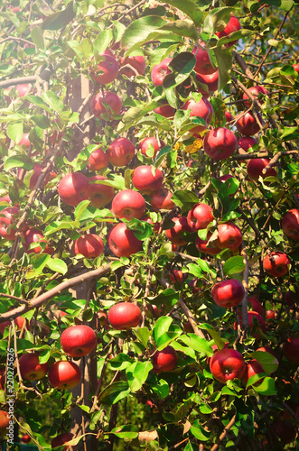 Red apple, harvesting