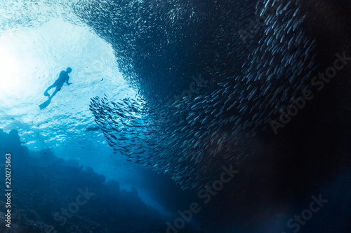 Snorkeling with a massive school of sardines