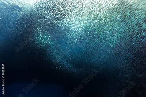 Massive school of sardines near the surface photo