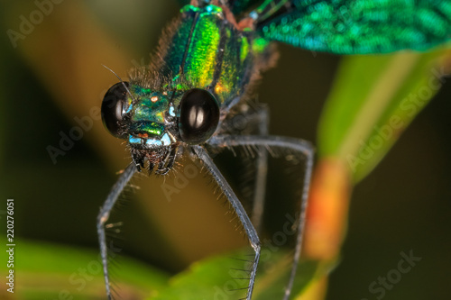 Green dragonfly closeup © erikzunec