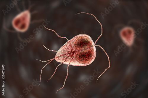Giardia intestinalis protozoan photo