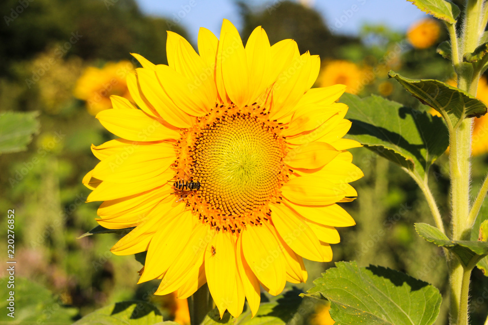 Obraz premium sunflower with a bee in detail