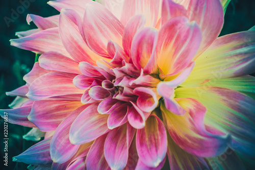 chrysanthemum with pink and yellow petals