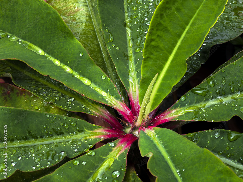 Close up view of water drops on the green plant with pink colour on the centre. Freshness of after raining. Close up view of water drops on the green plant with pink colour on the centre. Freshness of after raining.