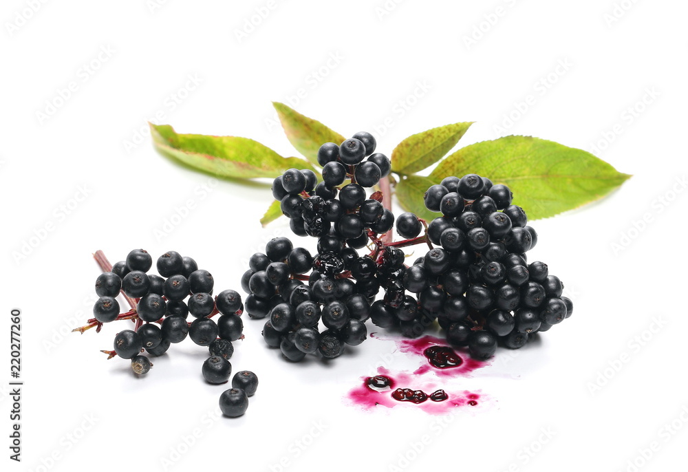 Danewort , Dwarf Elder, Walewort (Sambucus ebulus), European, ripe fruit isolated on white background Danewort , Dwarf Elder, Walewort (Sambucus ebulus), European, ripe fruit isolated on white background