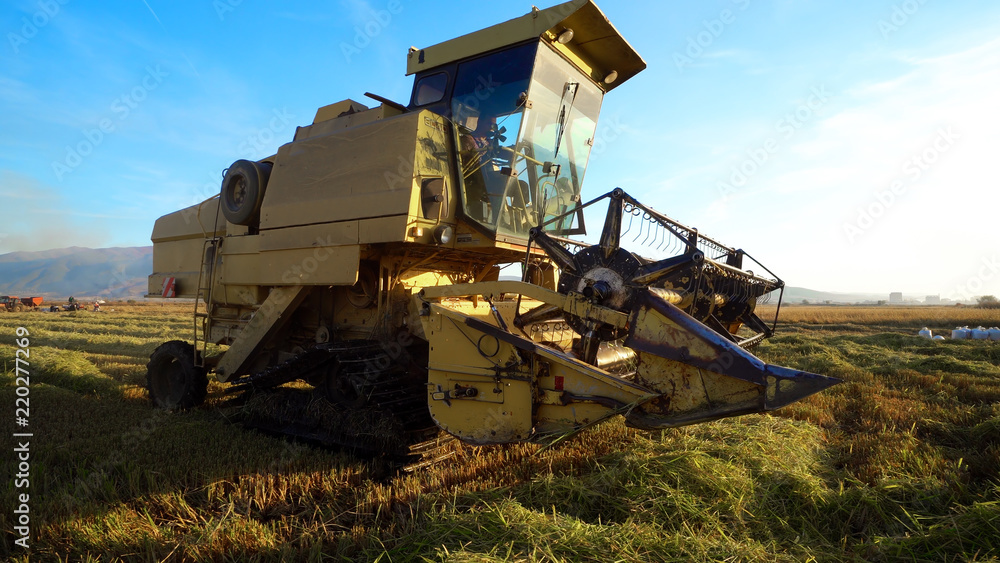 Fototapeta premium Combine harvester gathers the rice crop, cinematic agriculture scene