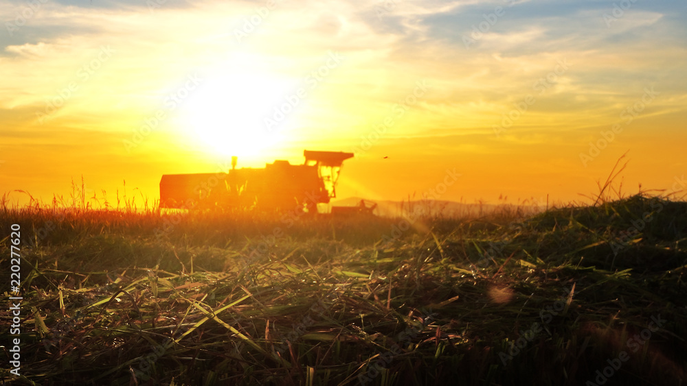 Harvesting at sunset. Combine collecting the crops Harvesting at sunset. Combine collecting the crops