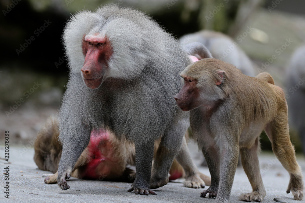 Obraz premium Pavian