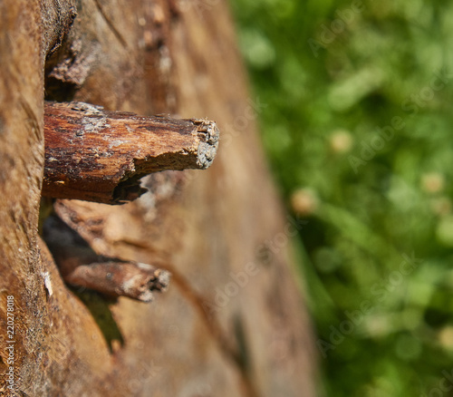 A knot on the tree, close-up. Defocused green grass in the background.