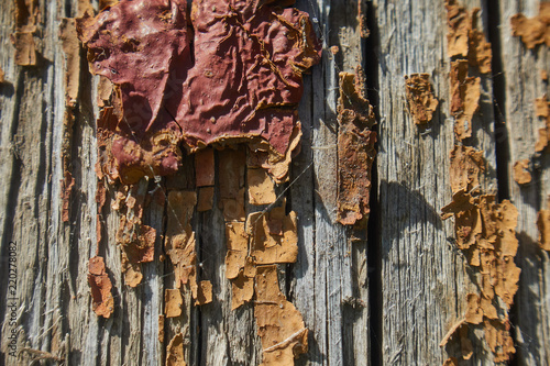 Texture of a painted wood, macro. An old dried board. Pieces of old paint.