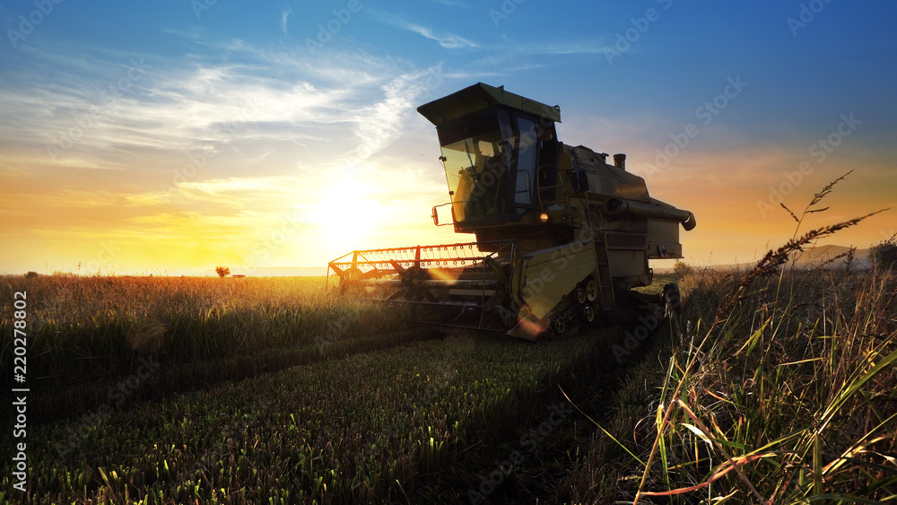 Fototapeta premium Combine harvester gathers the wheat crop at sunset, cinematic shot