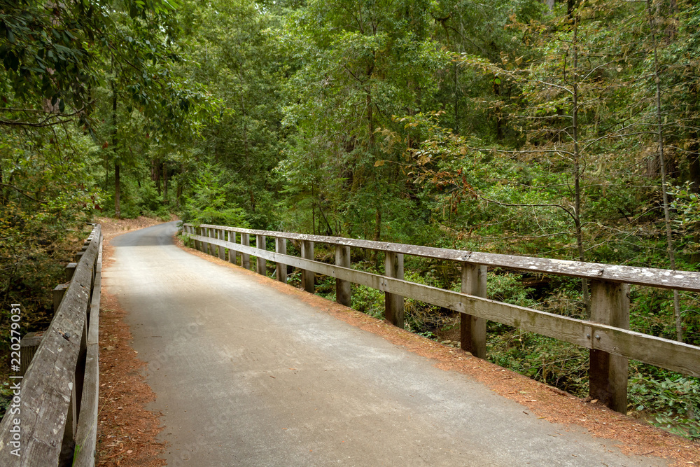 Road bridge with wooden railing in a green forest Road bridge with wooden railing in a green forest