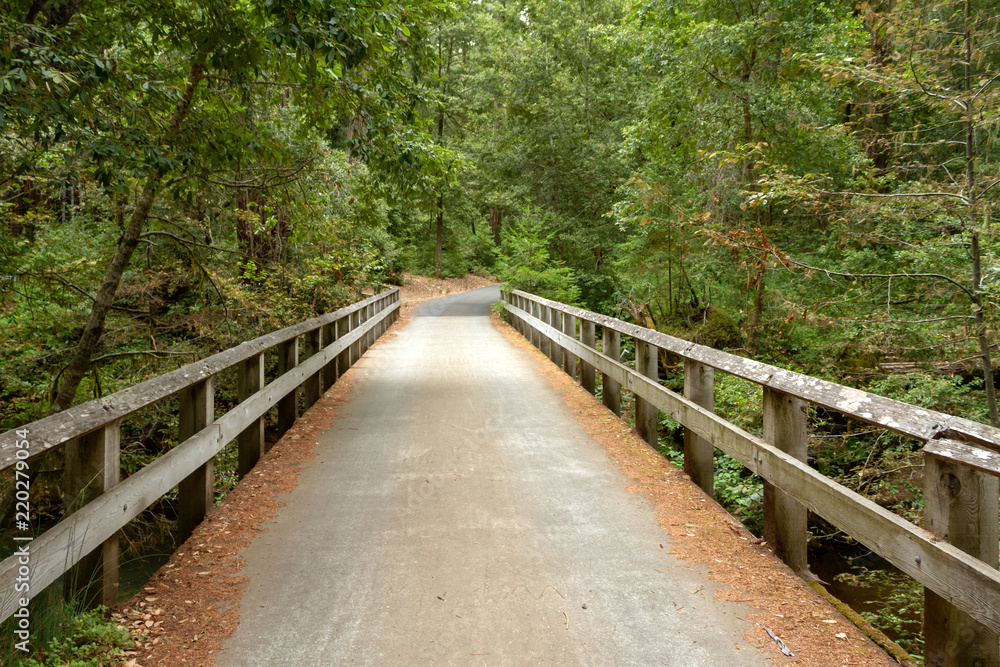 Concrete bridge with wooden railing in a green forest