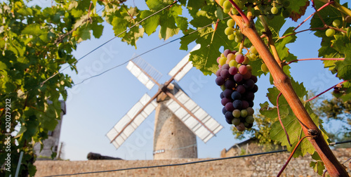 Vigne et moulin en Anjou > Ardenay photo