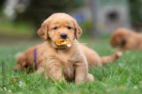 A golden retriever puppy holding a leaf in its mouth.