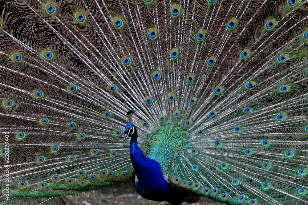 Fototapeta premium Animals