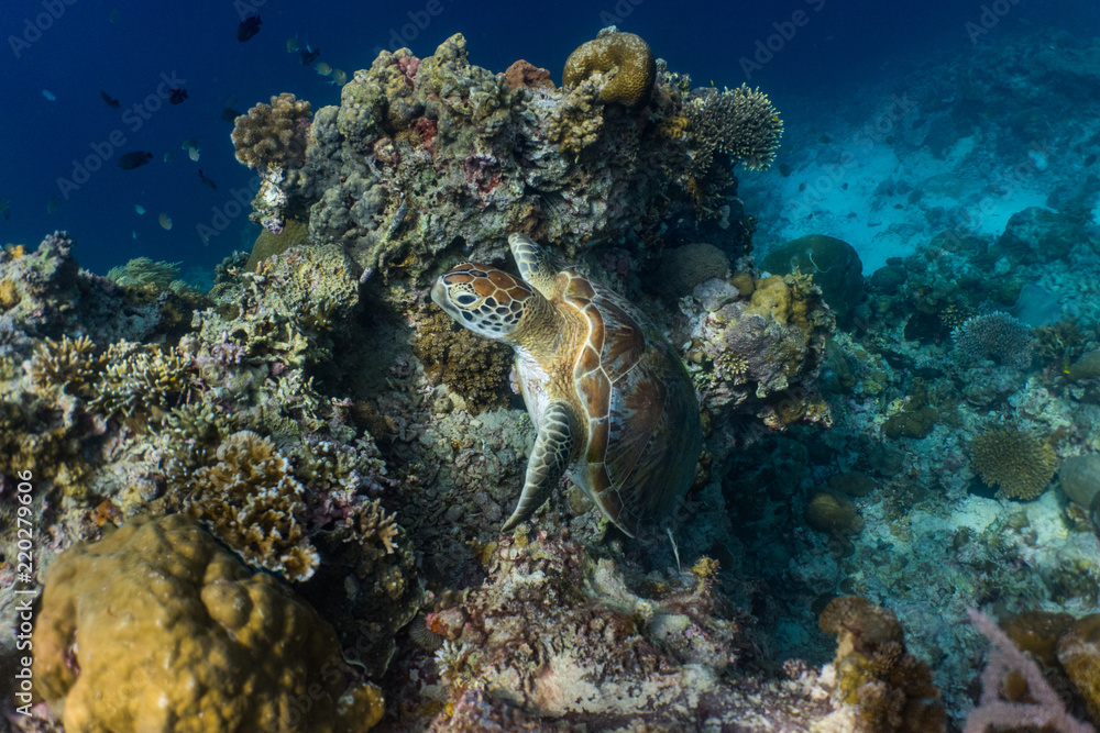 Green sea turtle in a shallow coral reef Green sea turtle in a shallow coral reef