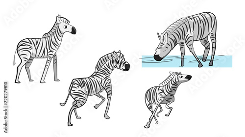 set of zebras different positions running drinking water playing
